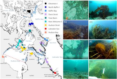 Sea Ice and Substratum Shape Extensive Kelp Forests in the Canadian Arctic